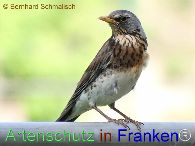 © Artenschutz in Franken® / Bernhard Schmalisch Bild zum Eintrag (1114306-160)