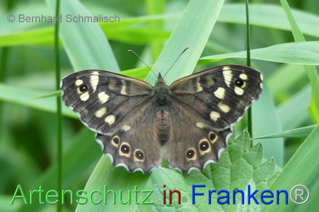 © Artenschutz in Franken® / Bernhard Schmalisch Bild zum Eintrag (1114406-160)