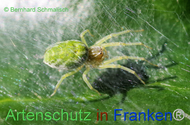 © Artenschutz in Franken® / Bernhard Schmalisch Bild zum Eintrag (1114451-160)