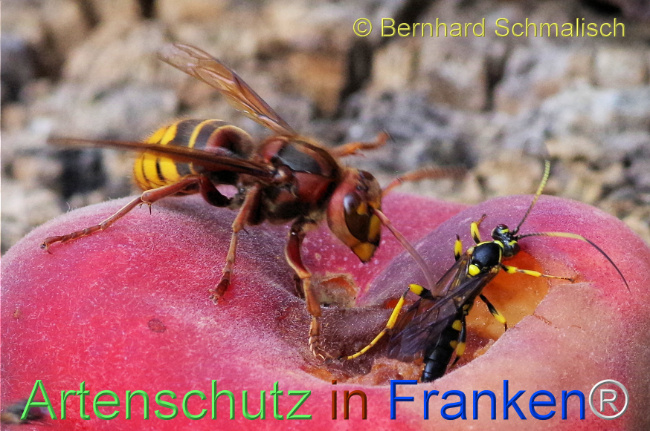 © Artenschutz in Franken® / Bernhard Schmalisch Bild zum Eintrag (1114473-160)