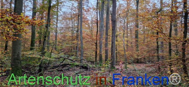 © Artenschutz in Franken® Bild zum Eintrag (1114559-160)