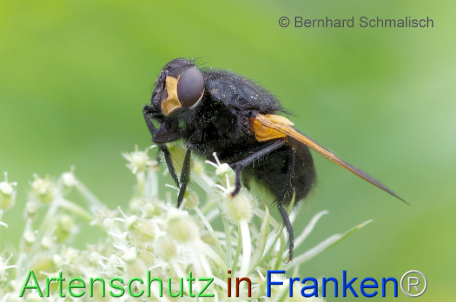 © Artenschutz in Franken® / Bernhard Schmalisch Bild zum Eintrag (1114619-160)