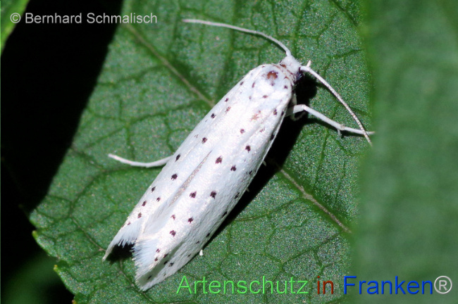© Artenschutz in Franken® / Bernhard Schmalisch Bild zum Eintrag (1114744-160)