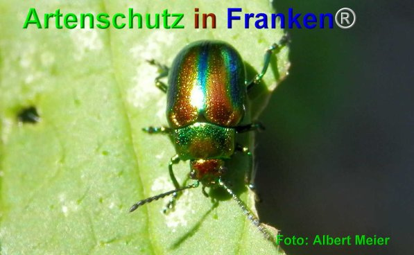 © Artenschutz in Franken® / Albert Meier Bild zum Eintrag (1114829-160)