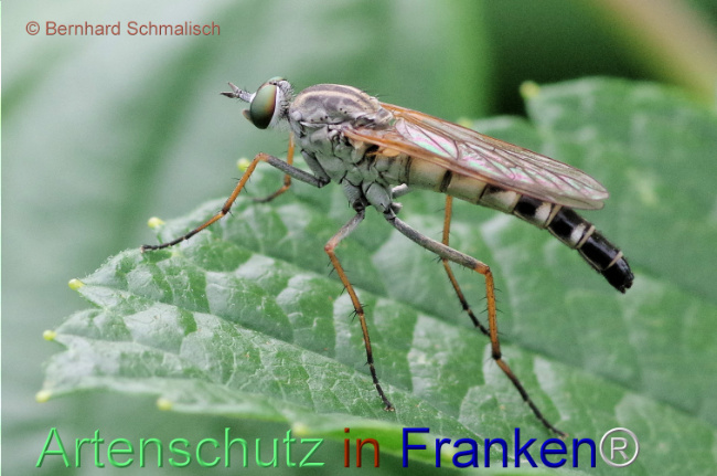 © Artenschutz in Franken® / Bernhard Schmalisch Bild zum Eintrag (1115038-160)