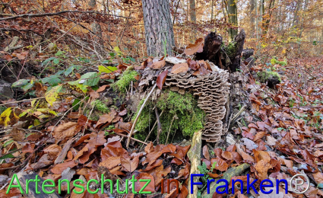 © Artenschutz in Franken® Bild zum Eintrag (1115117-160)