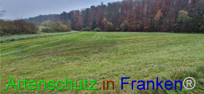© Artenschutz in Franken® Bild zum Eintrag (1115276-160)