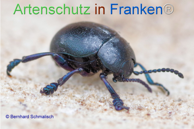 © Artenschutz in Franken® / Bernhard Schmalisch Bild zum Eintrag (1115331-160)