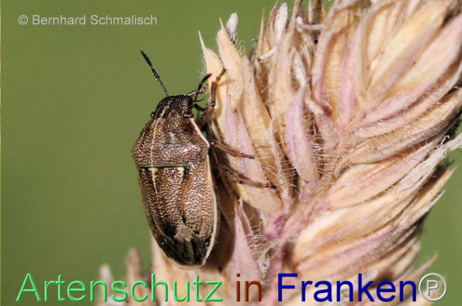 © Artenschutz in Franken® / Bernhard Schmalisch Bild zum Eintrag (1115360-160)