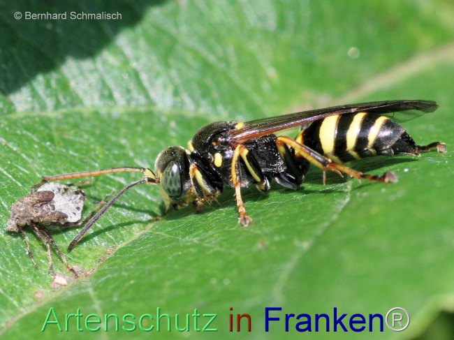 © Artenschutz in Franken® / Bernhard Schmalisch Bild zum Eintrag (1115472-160)