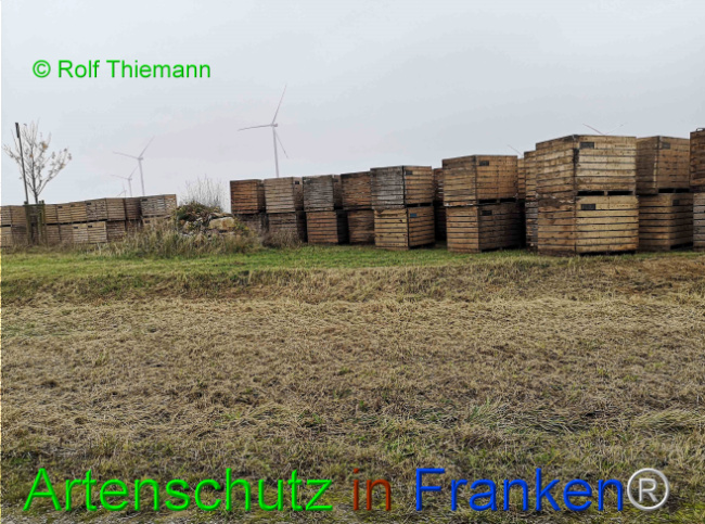 © Artenschutz in Franken® / Rolf Thiemann Bild zum Eintrag (1115486-160)