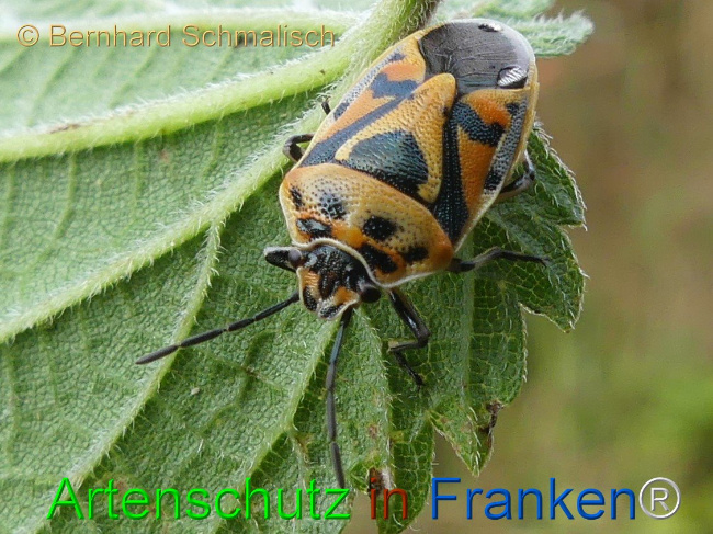 © Artenschutz in Franken® / Bernhard Schmalisch Bild zum Eintrag (1115520-160)