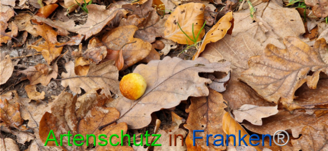 © Artenschutz in Franken® Bild zum Eintrag (1115539-160)