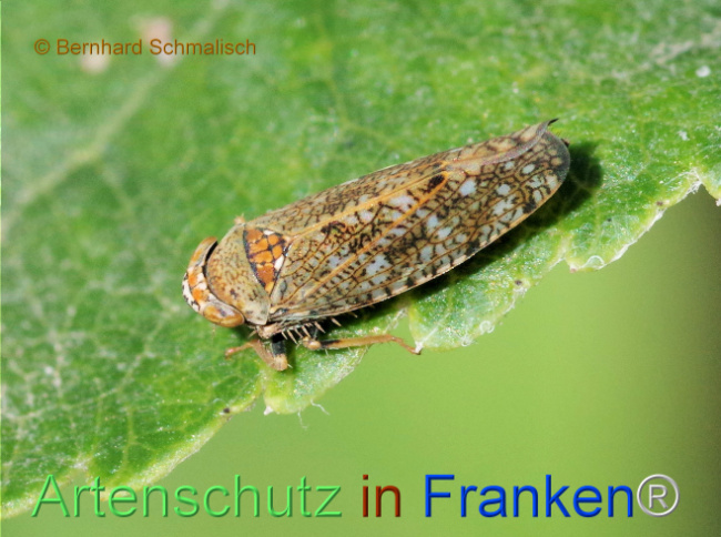 © Artenschutz in Franken® / Bernhard Schmalisch Bild zum Eintrag (1115543-160)