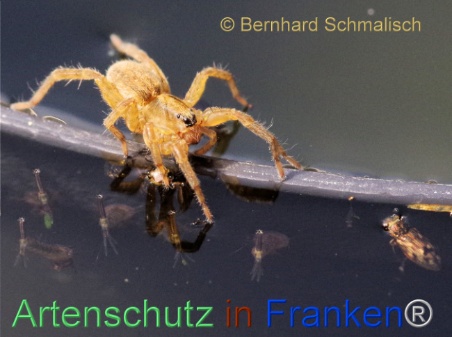 © Artenschutz in Franken® / Bernhard Schmalisch Bild zum Eintrag (1115635-160)