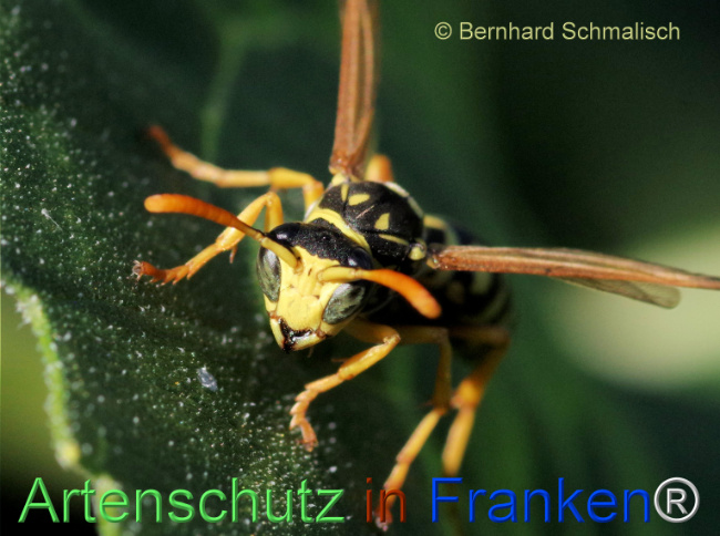 © Artenschutz in Franken® / Bernhard Schmalisch Bild zum Eintrag (1115714-160)