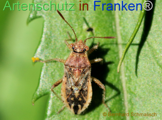 © Artenschutz in Franken® / Bernhard Schmalisch Bild zum Eintrag (1115750-160)