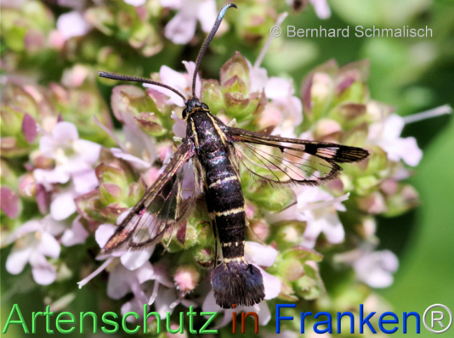 © Artenschutz in Franken® / Bernhard Schmalisch Bild zum Eintrag (1115779-160)