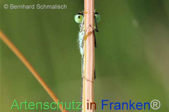 © Artenschutz in Franken® / Bernhard Schmalisch Bild zum Eintrag (1115811-160)