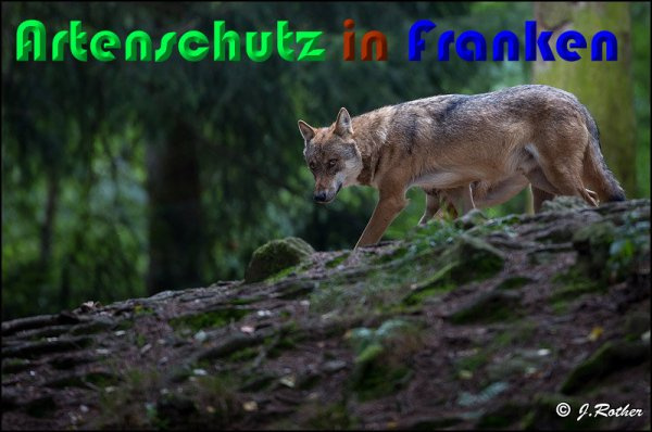 © Artenschutz in Franken® / Johannes Rother Bild zum Eintrag (1115856-160)