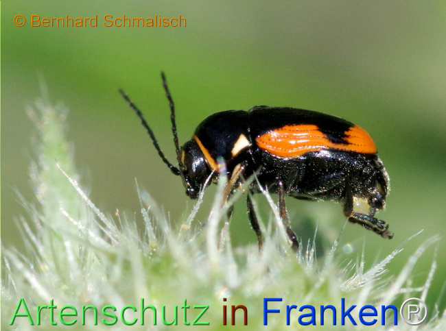 © Artenschutz in Franken® / Bernhard Schmalisch Bild zum Eintrag (1115889-160)