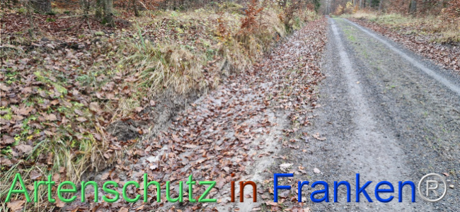© Artenschutz in Franken® Bild zum Eintrag (1115916-160)