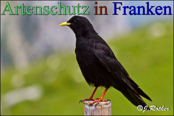 © Artenschutz in Franken® / Johannes Rother Bild zum Eintrag (1116148-160)