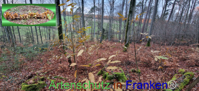 © Artenschutz in Franken® Bild zum Eintrag (1116169-160)