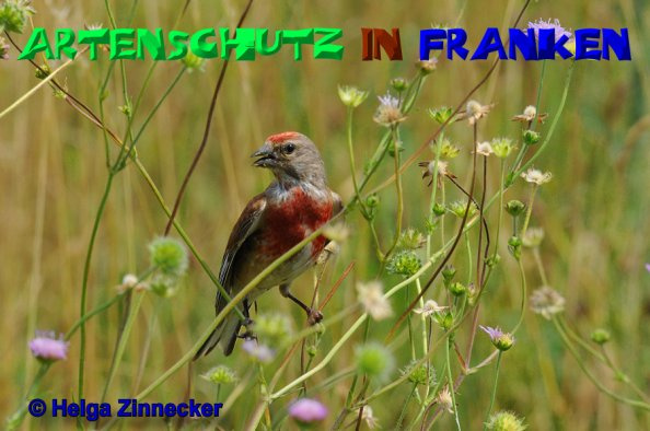 © Artenschutz in Franken® / Helga Zinnecker Bild zum Eintrag (1116180-160)