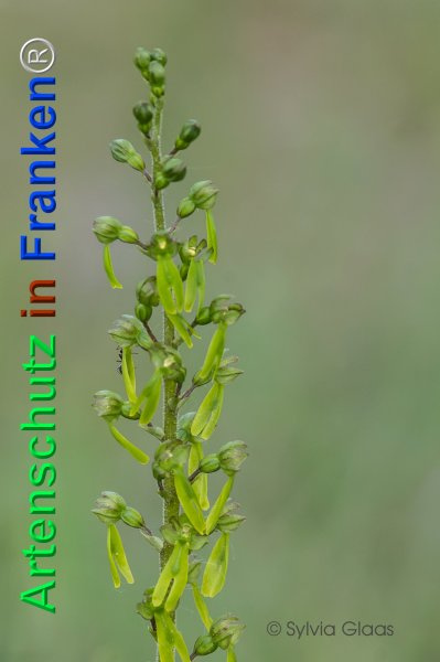 © Artenschutz in Franken® / Sylvia Glaas Bild zum Eintrag (1116325-160)