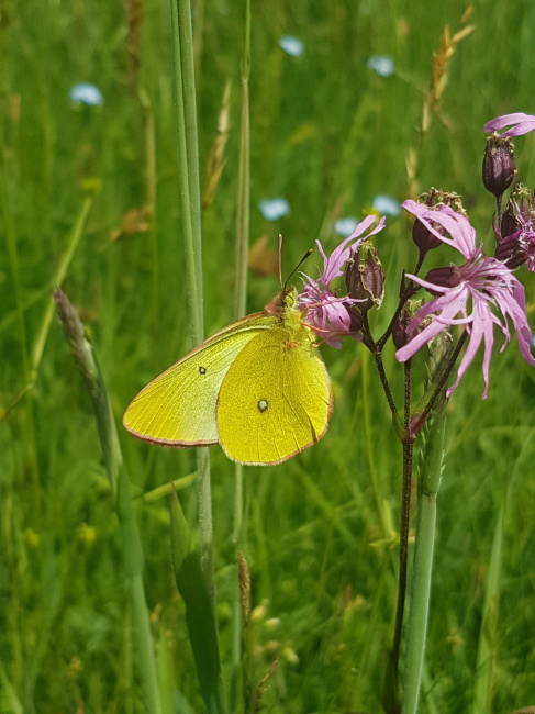 © Astrid Hanak Bild zum Eintrag (1116363-160)
