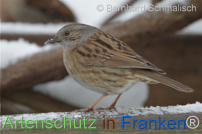 © Artenschutz in Franken® / Bernhard Schmalisch Bild zum Eintrag (1116448-160)