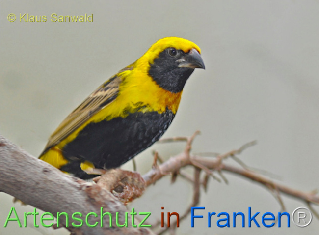 © Artenschutz in Franken® / Klaus Sanwald Bild zum Eintrag (1116504-160)