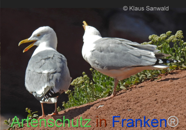 © Artenschutz in Franken® / Klaus Sanwald Bild zum Eintrag (1116579-160)