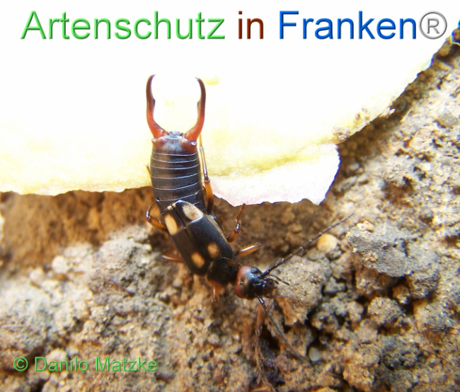 © Artenschutz in Franken® / Danilo Matzke Bild zum Eintrag (1116674-160)