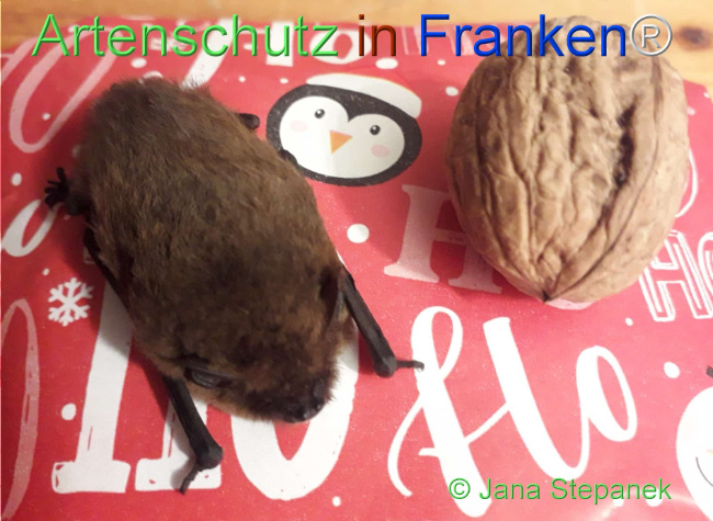 © Artenschutz in Franken® / Jana Stephanek Bild zum Eintrag (1117352-160)