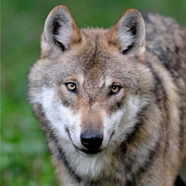 © Ralph-Frank-WWF Bild zum Eintrag (1117421-160)