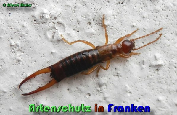 © Artenschutz in Franken® / Albert Meier Bild zum Eintrag (1117694-160)