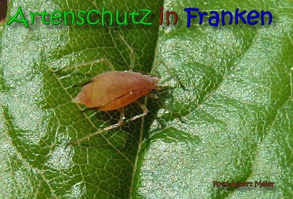 © Artenschutz in Franken® / Albert Meier Bild zum Eintrag (1117837-160)