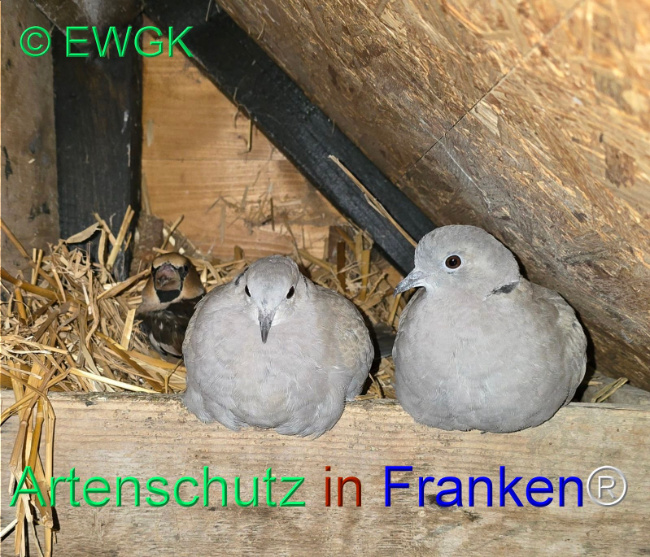 © Artenschutz in Franken® / EWGK Bild zum Eintrag (1117891-160)