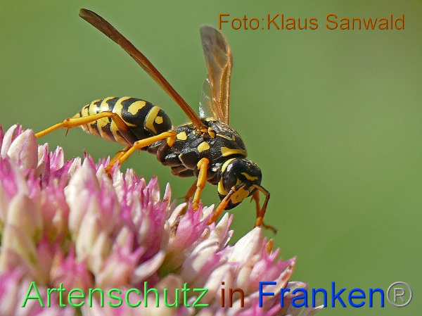 © Artenschutz in Franken® / Klaus Sanwald Bild zum Eintrag (1118285-160)