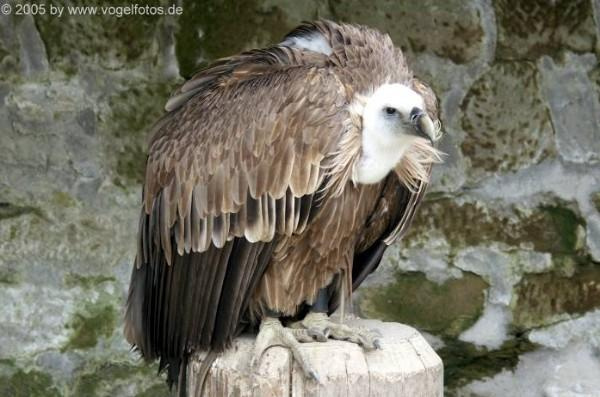 © Artenschutz in Franken® / Vogelfotos.de Bild zum Eintrag (1118289-160)