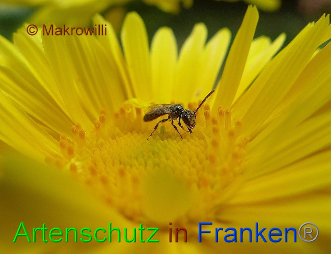 © Artenschutz in Franken® - Makrowilli Bild zum Eintrag (1118484-160)