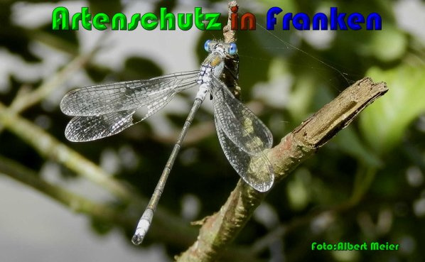 © Artenschutz in Franken® / Albert Meier Bild zum Eintrag (1118486-160)