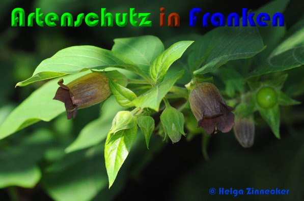© Artenschutz in Franken® / Helga Zinnecker Bild zum Eintrag (1118525-160)