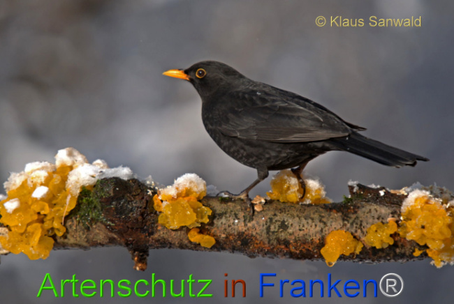 © Artenschutz in Franken® / Klaus Sanwald Bild zum Eintrag (1118564-160)