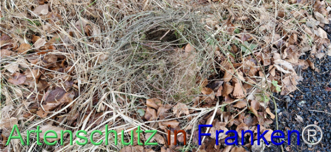 © Artenschutz in Franken® Bild zum Eintrag (1118972-160)