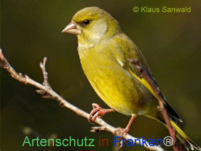 © Artenschutz in Franken® / Klaus Sanwald Bild zum Eintrag (1118992-160)