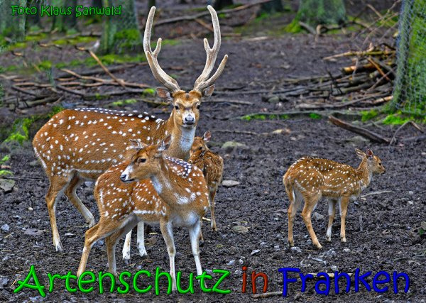 © Artenschutz in Franken® / Klaus Sanwald Bild zum Eintrag (1119000-160)