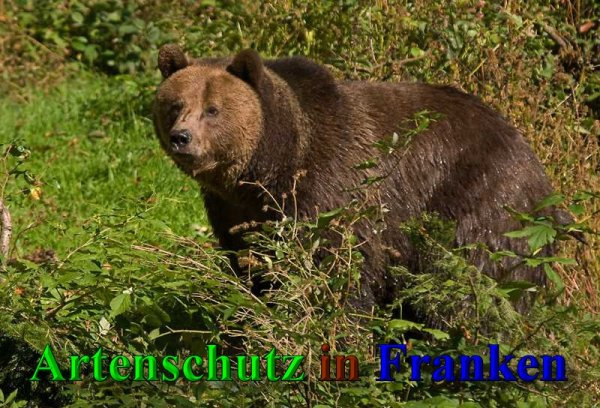 © Artenschutz in Franken® / Klaus Sanwald Bild zum Eintrag (1119085-160)